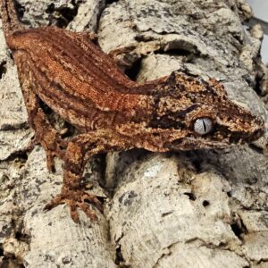 Male Red Gargoyle Gecko (Rhacodactylus auriculatus)