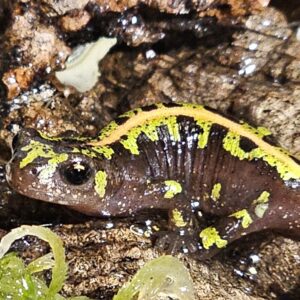 Marbled Newt (Triturus marmoratus)