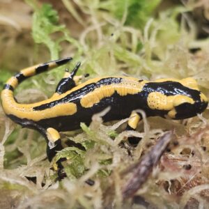 Fire Salamander (Salamandra salamandra)