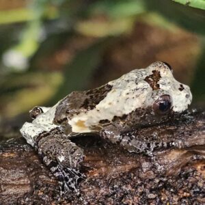 Bird Poo Tree Frog (Theloderma asperum)