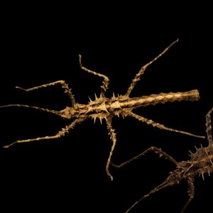 Brock's Spiny Stick Insect (Brockphasma spinifemoralis)