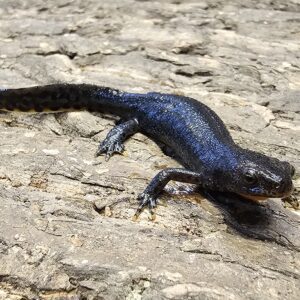 Alpine Newt (Mesotriton alpestris)