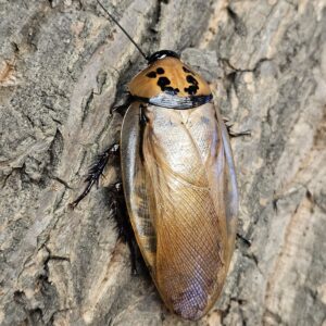 Four Spotted Cockroach (Eublaberus distanti)