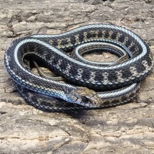 California Red Side Garter Snake (Thamnophis sirtalis infernalis)