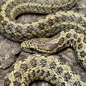 Subadult male Diones Rat snake (Elaphe dione)