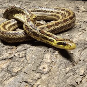 Group of Twin Spot Ratsnake (Elaphe bimaculata)