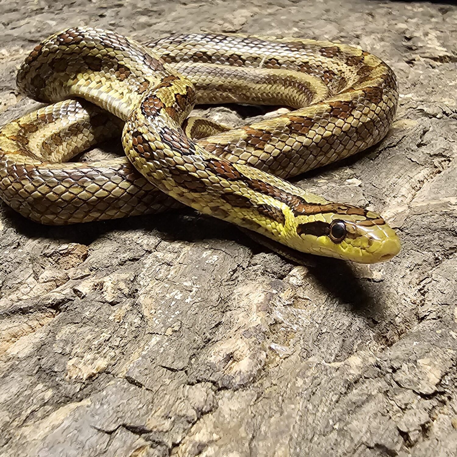 Group of Twin Spot Ratsnake (Elaphe bimaculata)