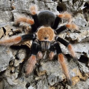 Mexican Fire Leg Tarantula (Brachypelma boehmei)