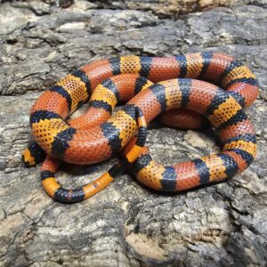 Honduran Milk Snake (Lampropeltis triangulum hondurensis)