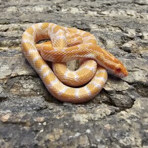 Mandarin Corn Snake (Pantherophis guttatus)