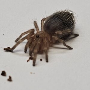 Brazilian Giant White Knee Tarantula (Acanthoscuria geniculata)