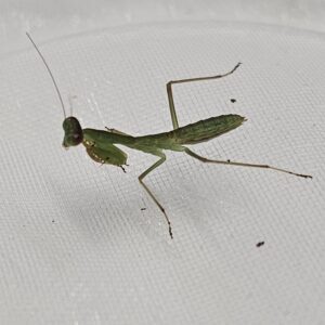 Giant Asian Shield Mantis (Rhombodera valida)