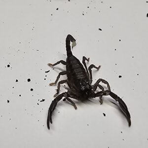 Giant Blue Forest Scorpion (Heterometrus spinifer)