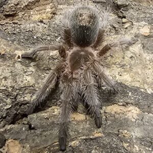 Grown on Chile Rose Tarantula (Gramostola rosea)