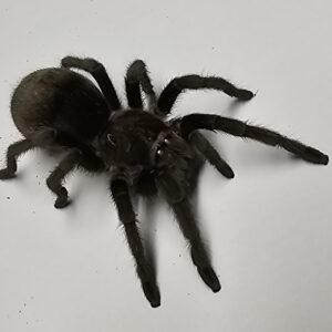 Juvenile Brazilian Black Tarantula (Gramostola pulchra)