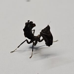 Madagascan Dead Leaf Mantis (Acanthops falcata)