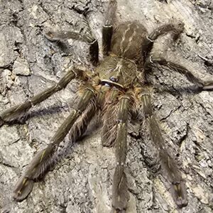 Male Fringed Ornamental Tarantula (Poecilitheria ornata)
