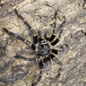 Mature Male Chaco Gold Knee Tarantula (Gramostola pulchripes)