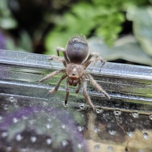 Mexican Red Knee Tarantula (Brachypelma hamorii)