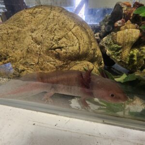 Dirty Lucy Axolotyl (Ambystoma mexicanum)