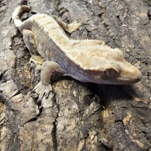 Female Extreme Tricolor Crested Gecko (Correlophus ciliatus)