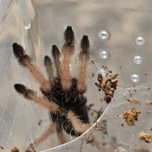 Panama Blonde Tarantula (Psalmopeous pulcher)