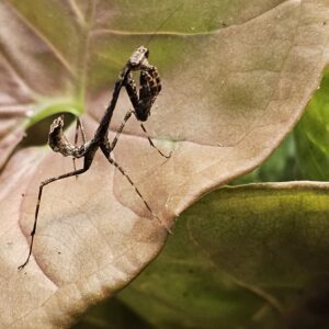South East Asian Dead leaf Mantis (Deroplatys lobata)
