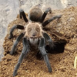 Veracruz Red Rump Tarantula (Tliltocatl kahlenbergi)