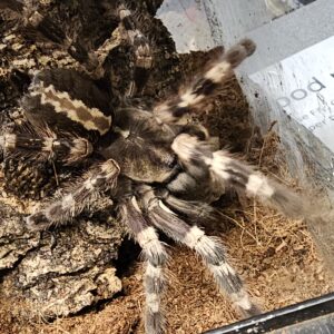 Wessell's Tiger Ornamental Tarantula (Poecilitheria tigerwesseli)