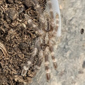 Yellow Backed Ornamental Tarantula (Poecilitheris smithi)