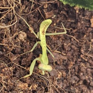 Giant Rainforest Mantis (Hierodula majuscula)
