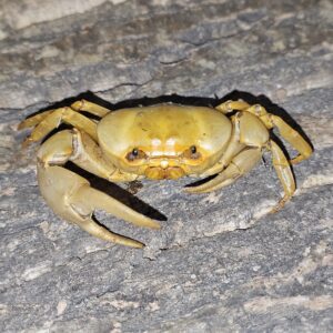 Banana Crab (Terrathelphusa sp.)