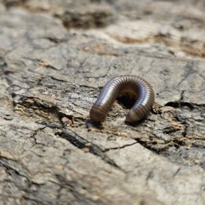 Tanzanian Red Leg Millipede (Analocostreptus sp.)