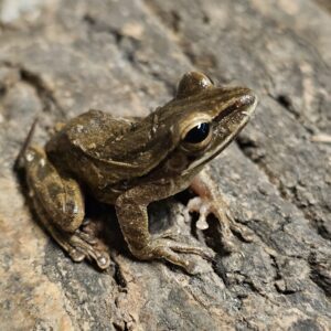 Copper Cheeked Frog (Hylarana chalconota)