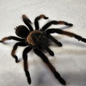 Mexican Red Leg Tarantula (Brachypelma emilia)