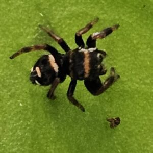 Florida Regal Jumping Spider (Phiddipus regius)