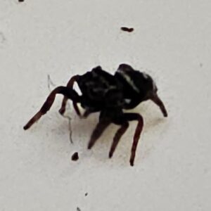 Lee County Regal Jumping spider (Phiddipus regius)