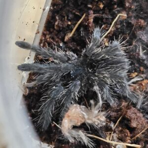 Asian Chevron Spiderling (Cyriopagapus vonworthi)