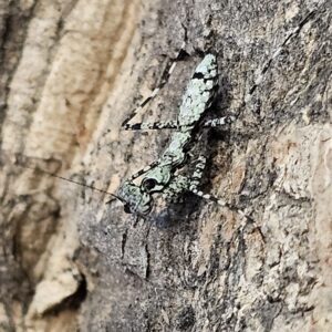 Giant Bark Mantis (Theopompa servillei)