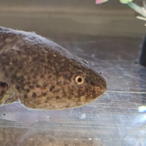 Wildtype Axolotyl (Ambystoma mexicanum)