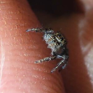 Beetle Juice Jumping Spider (Phiddipus tyrelli)