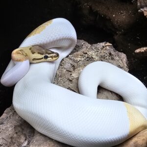 Orange Dream Pinstripe Pied Royal Python (Python regius)