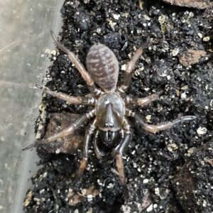 Orange Legged Trapdoor Spider (Damarchus workmani)