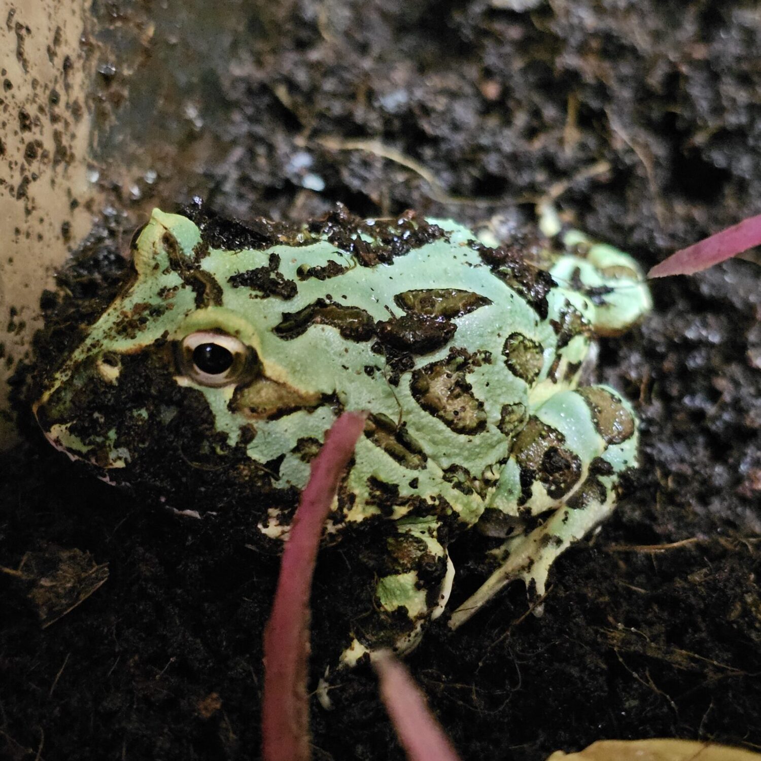 Samurai Blue Horned Frog (Ceratophrys cranwelli)