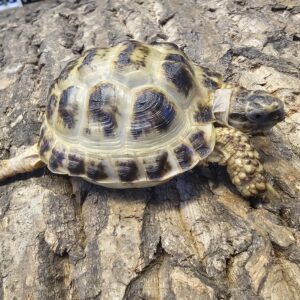 Horsfield Tortoise (Testudo horsfieldi)