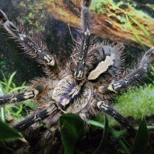Female Fringed Ornamental Tarantula (Poecilitheria ornata)