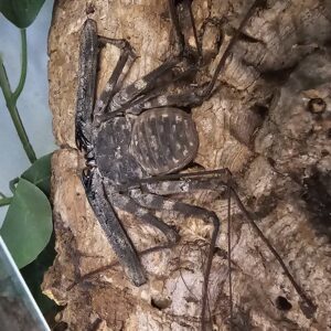 Tailess Whip Scorpion (Damon johnsoni)