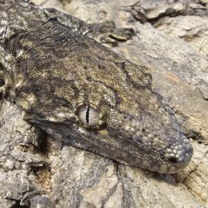 New Caledonia Giant Gecko (Rhacodactylus leachianus) Brosse local