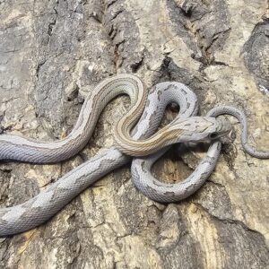 Gold Dust Stripe Corn Snake (Pantherophis guttatus)