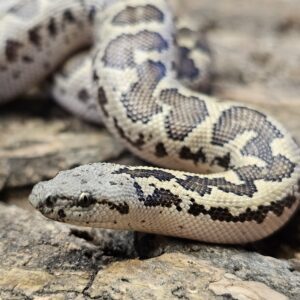 Rough Scale Sand Boa (Gonglyophis conicus)
